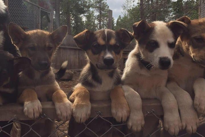 Autumn Husky Sit and Drive Cart Tour from Kiruna 2