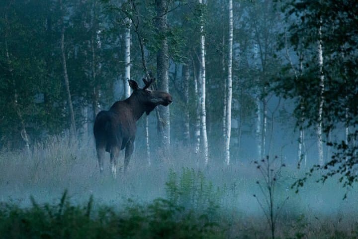 Wolves, Moose & Beavers in the forests of Central Sweden 2