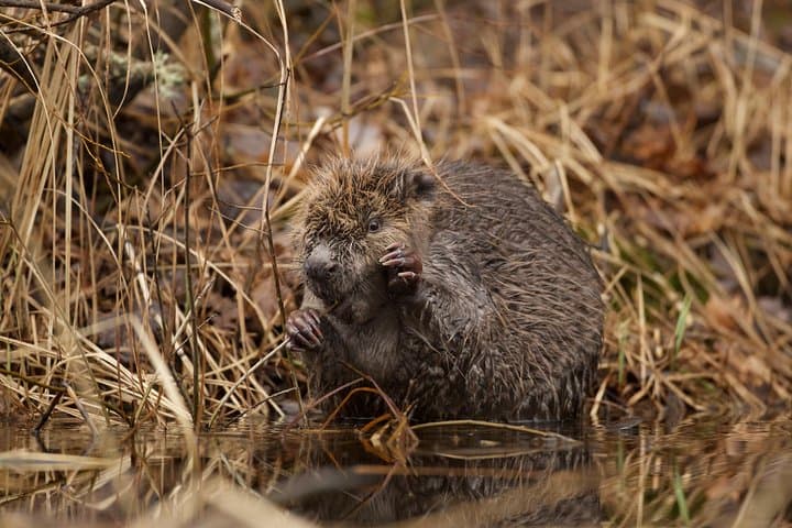 Wolves, Moose & Beavers in the forests of Central Sweden 3