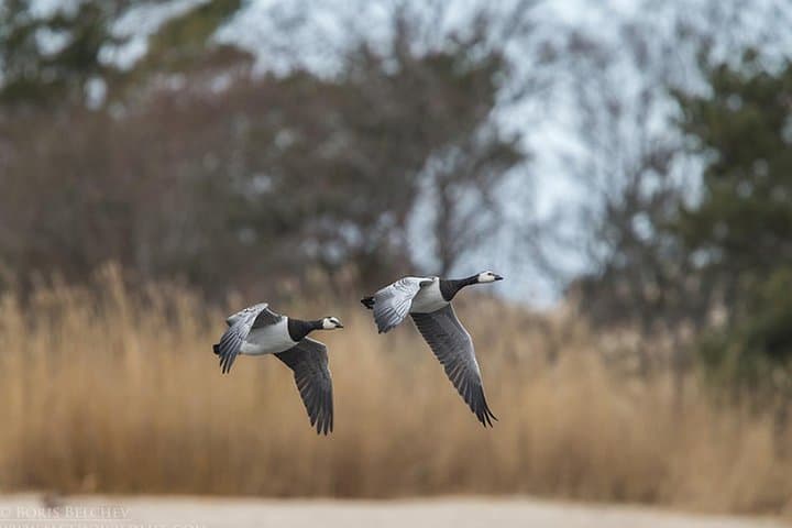 BIRDWATCH - Premium guided canoe tour at Cape Vente, Nemunas Delta Regional Park 4