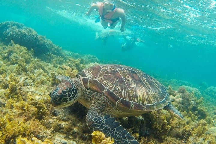 Dumaguete Apo Island Snorkeling Tour 2