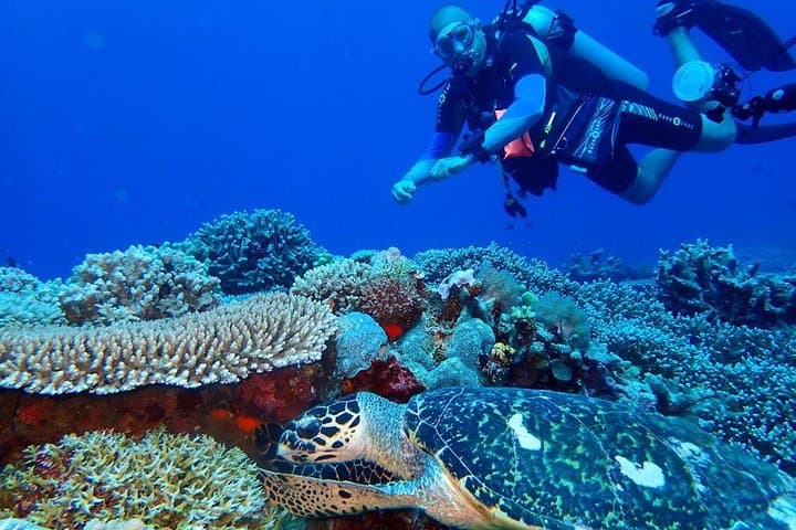 Dumaguete Apo Island Snorkeling Tour 5