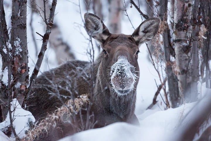 Morning hike in Abisko National Park 3