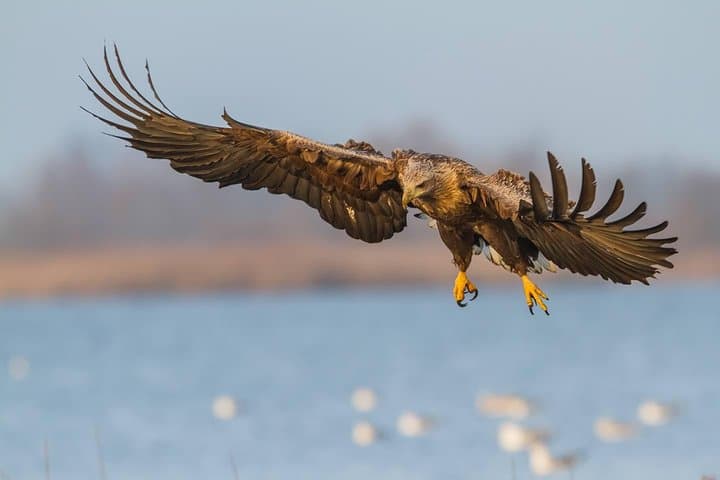 BIRDWATCH - Premium guided canoe tour at Cape Vente, Nemunas Delta Regional Park 3
