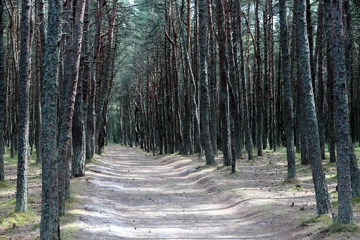 Day Tour to Curonian Spit a Treasure on the Baltic Sea 5