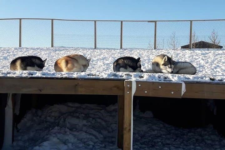 Husky Petting in Akureyri (private) 5