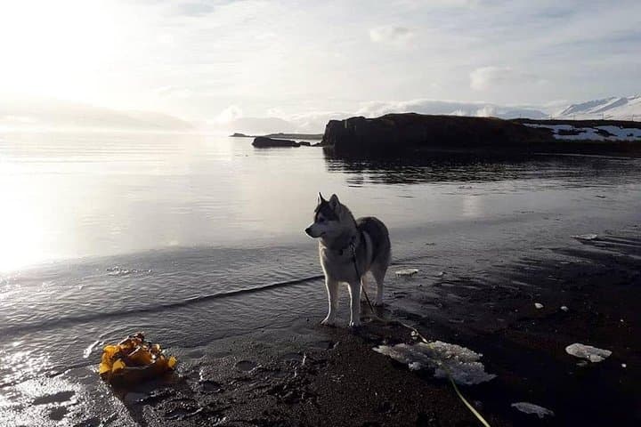 Hiking with Husky in Akureyri (private) 3