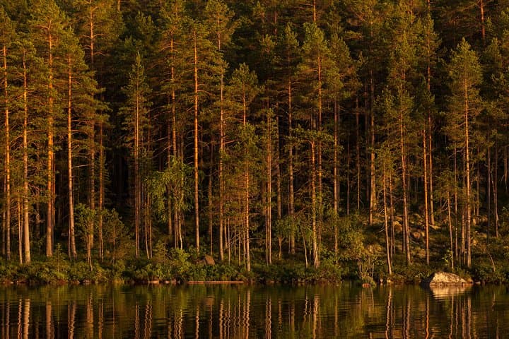 The Wolf Howl Experience 5