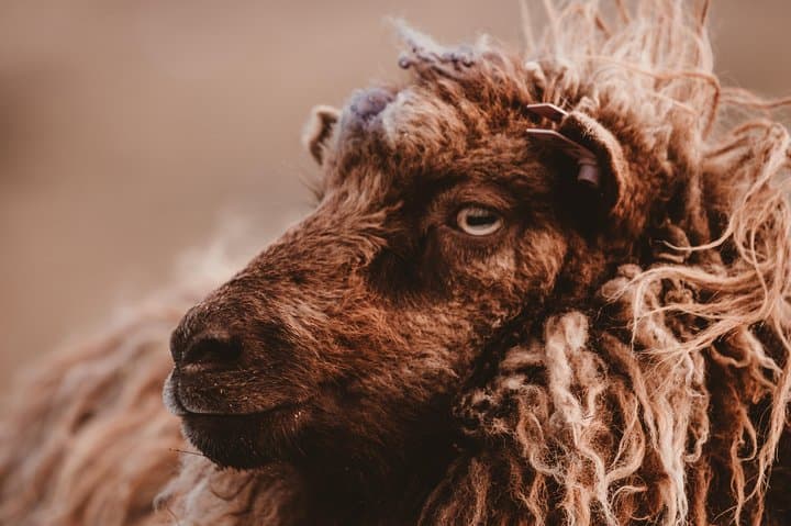 Wonders of Vágar Island | Private Experience 2