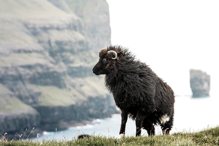 Faroe Islands: Highlights Tour 4