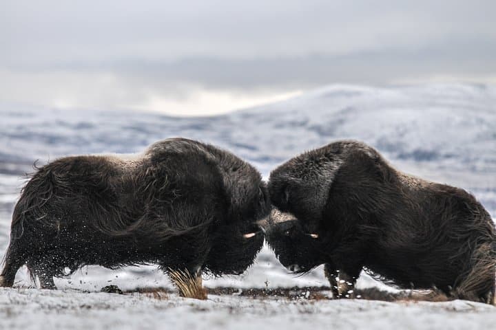 Musk ox Safari in Dovrefjell National Park, Oppdal Safari 2