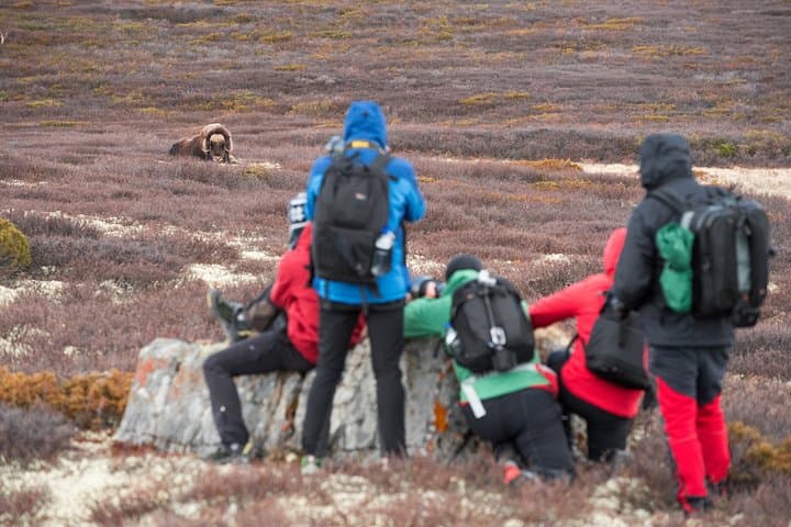 Musk ox Safari in Dovrefjell National Park, Oppdal Safari 4