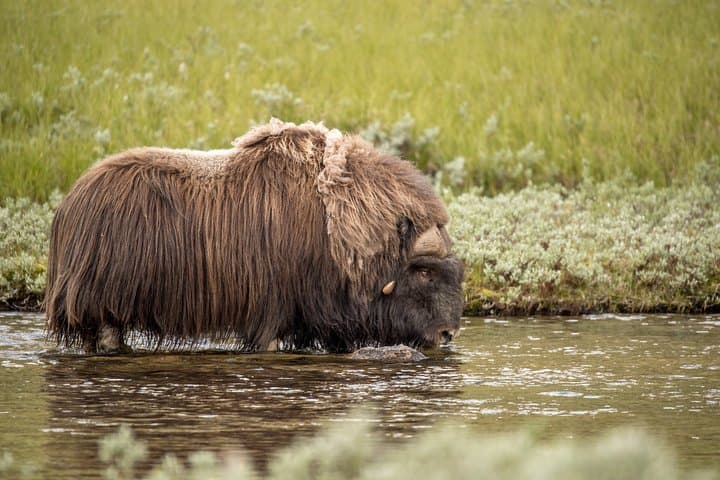 Musk ox Safari in Dovrefjell National Park, Oppdal Safari 5