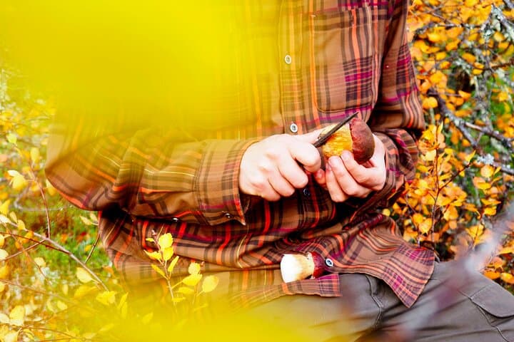 Mushroom Hunting in a National Park 2