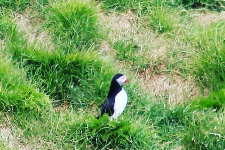Private South Coast Tour from Reykjavik 4