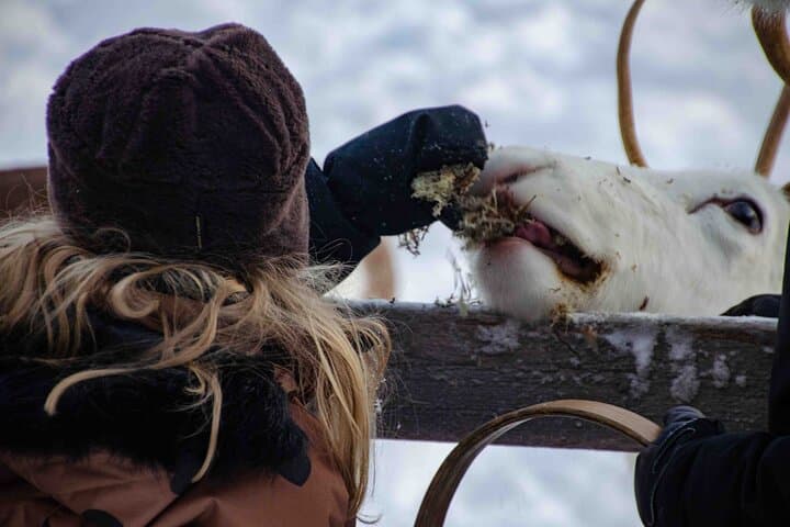 Authentic Reindeer Farm Experience in Rovaniemi 2