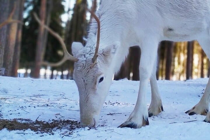 Authentic Reindeer Farm Experience in Rovaniemi 4