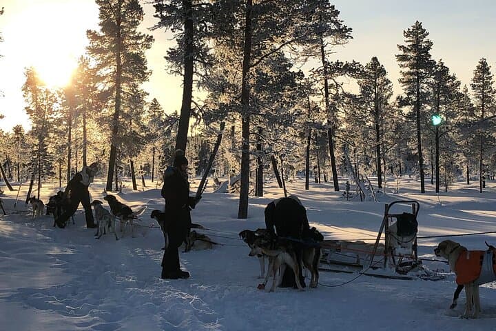 Sit Down Husky Ride Dog Sled Tour in Kiruna 3