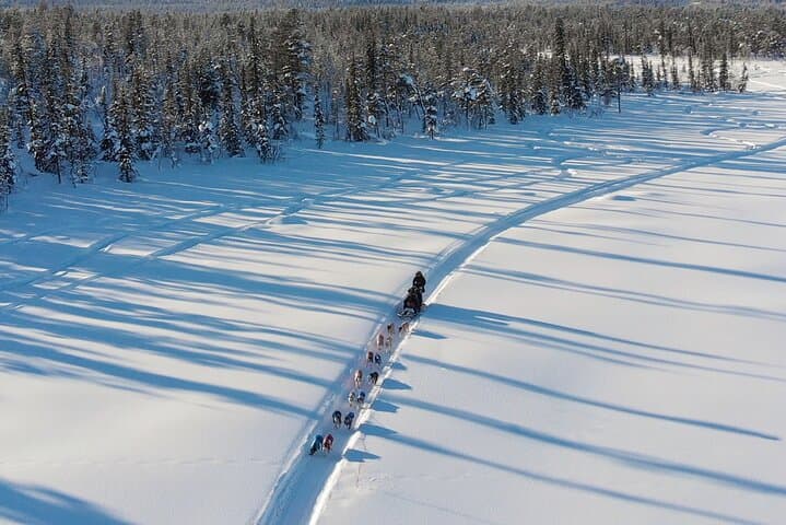Sit Down Husky Ride Dog Sled Tour in Kiruna 5