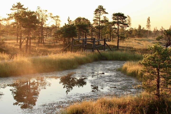 Sunrise at Kemeri National Park - Small Group 3