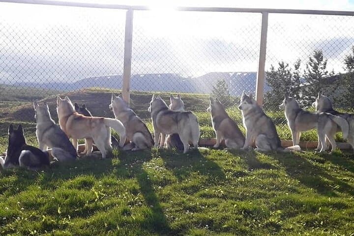 Husky Petting in Akureyri (private) 4