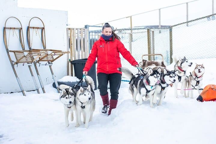 Dog Sledding Tour near Akureyri 5