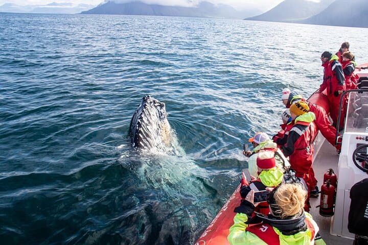 Express Whale Watching in Dalvik 2