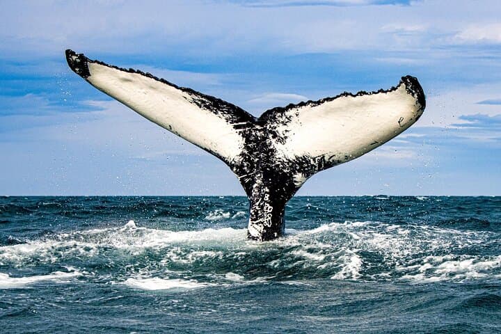 Express Whale Watching in Dalvik 3