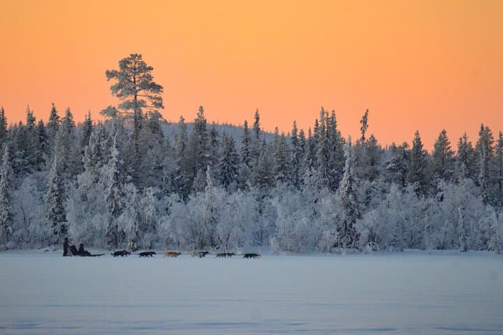 Sunrise Zen Husky Tour (10:00 to 13:00 - sitting on the sled)