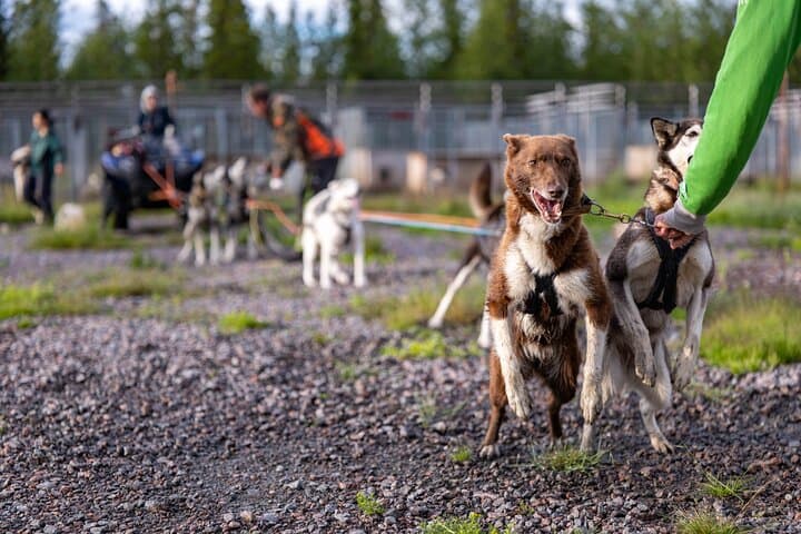 Meet 70 Huskies and Enjoy a short ATV Tour with the Huskies 3