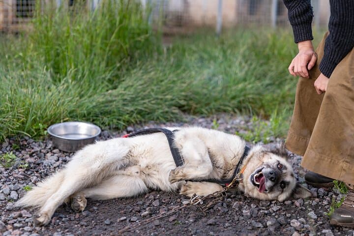Meet 70 Huskies and Enjoy a short ATV Tour with the Huskies 5