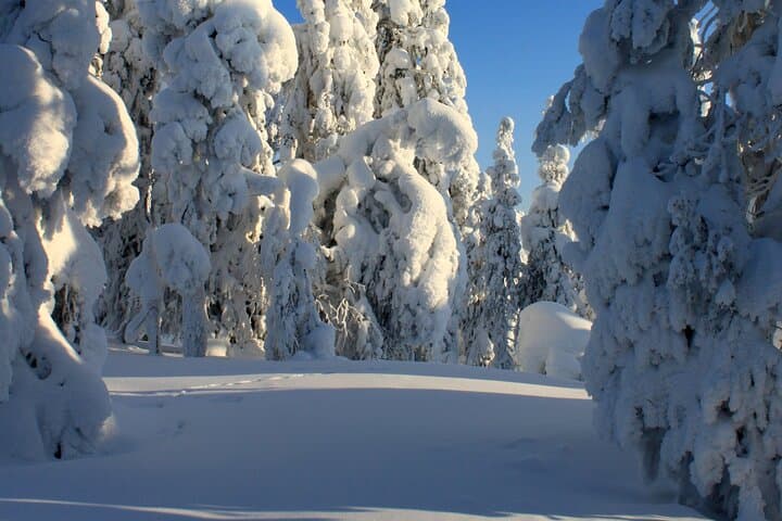 Snowshoe in a Winter Forest 3