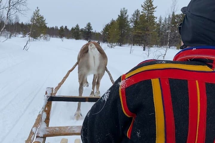 Full-Day Reindeer Tour with Pickup in Kiruna 4