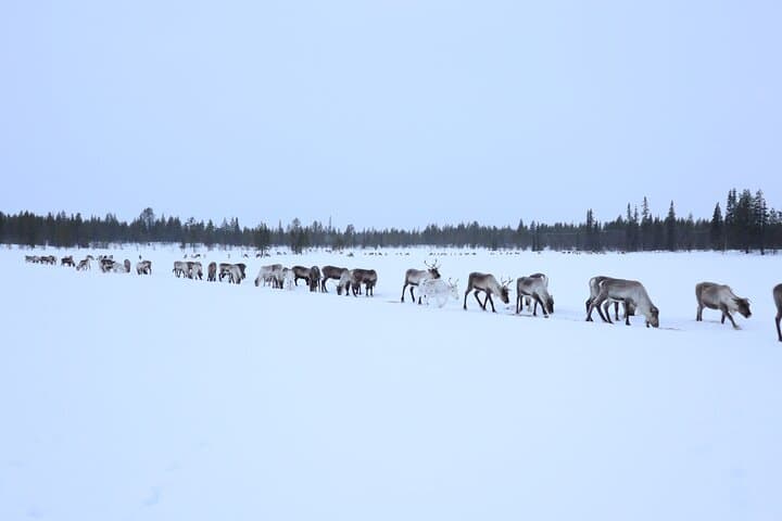 Full-Day Reindeer Tour with Pickup in Kiruna 3