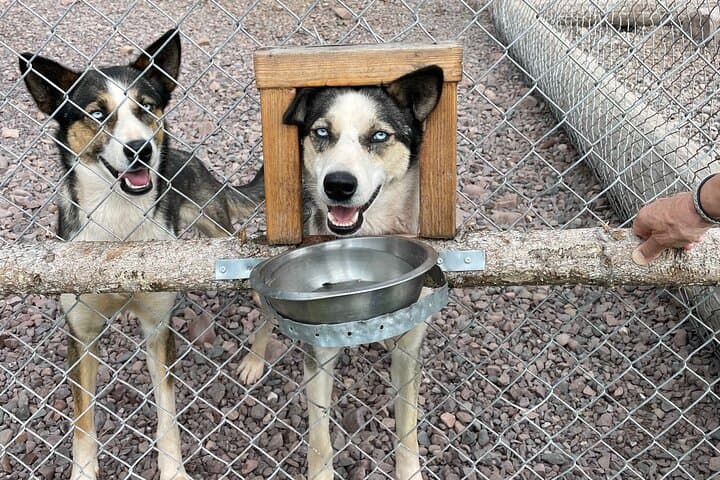 Husky cuddle at Fjälläventyr Dog Park - admission ticket 2