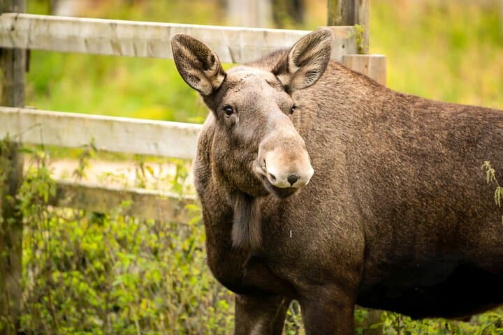 Trip to Ranua Wildlife Park 3