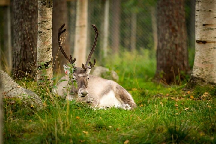 Trip to Ranua Wildlife Park 4