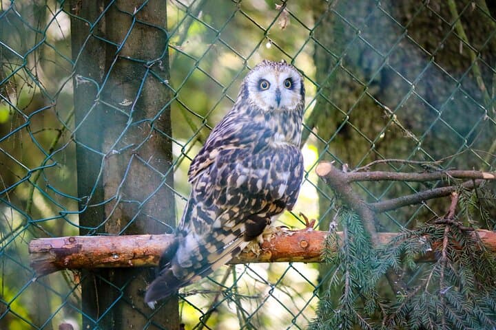 Trip to Ranua Wildlife Park 5