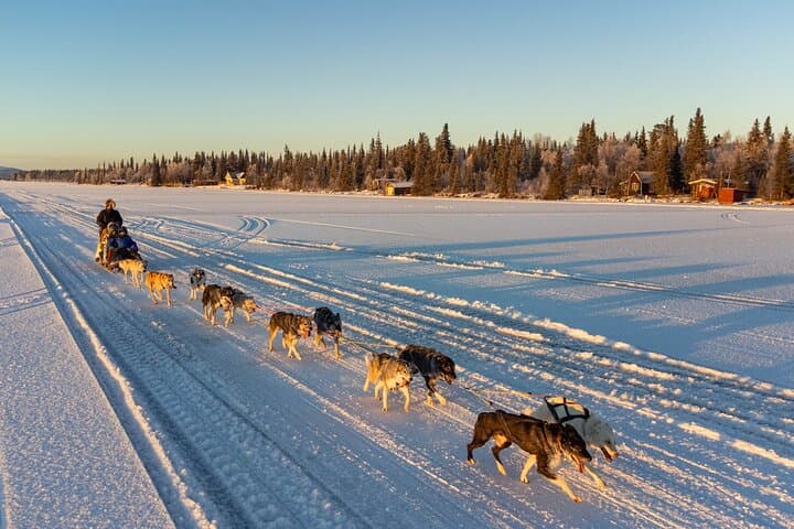 Sunrise Zen Husky Tour (10:00 to 13:00 - sitting on the sled) 5