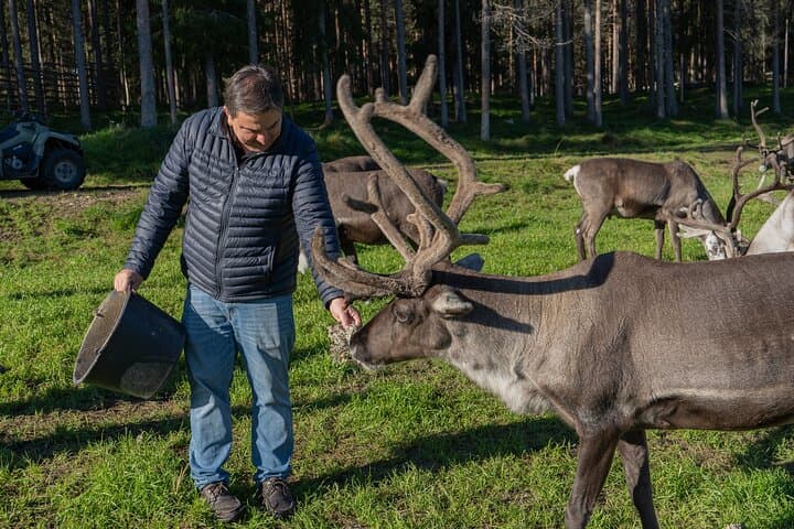 Reindeer Farm Experience in Summer and Autumn from Rovaniemi 2