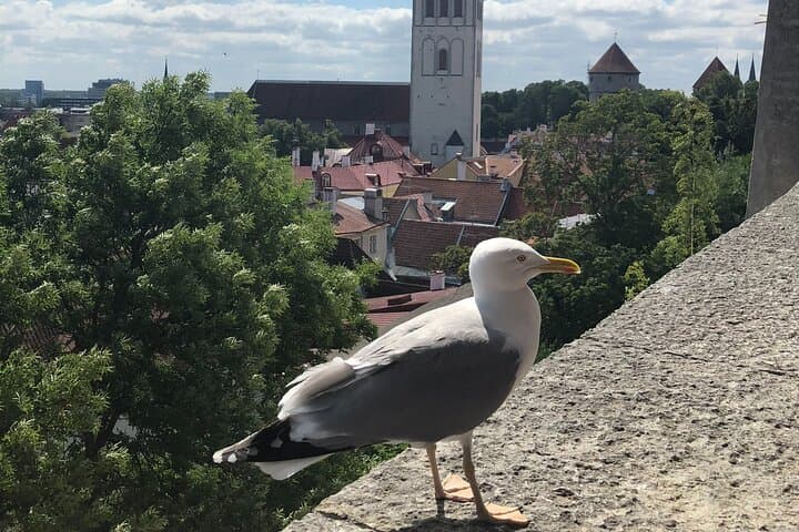 Half-Day Private Accessible City Tour in Tallinn 2