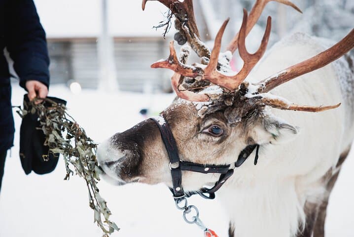 Arctic Circle Highlights Family Day 2