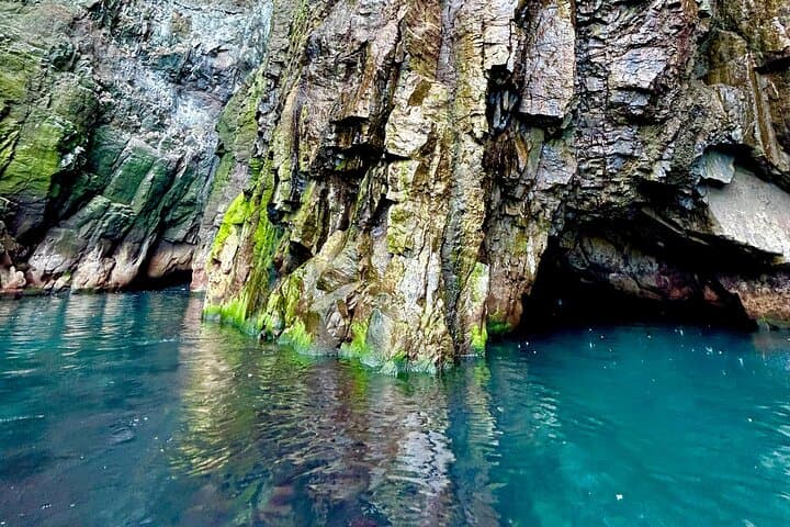 1 Hour Iceland Nature and Wildlife RIB Small Group Guided Safari 5