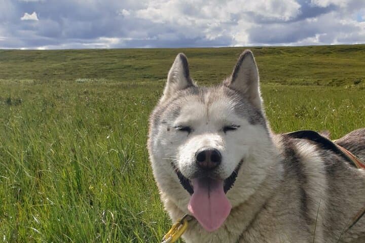 Dog Sledding and Mushing Experience by Siberian Husky in Iceland 2