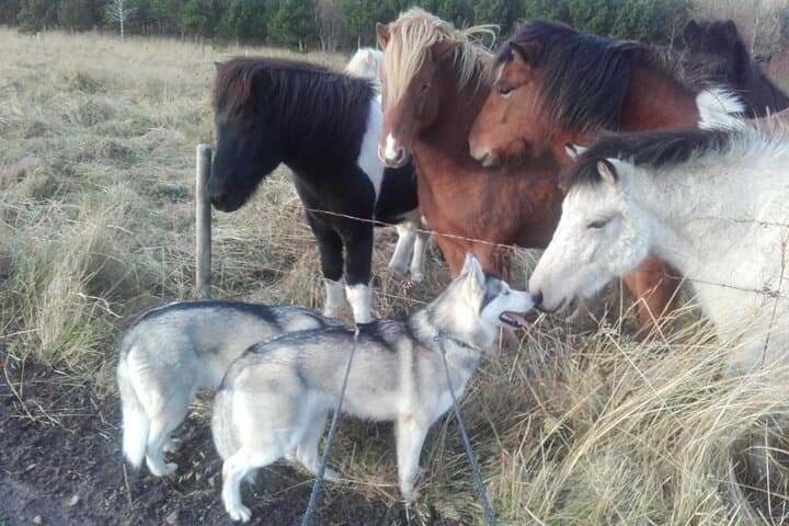 Hiking with Husky in Akureyri