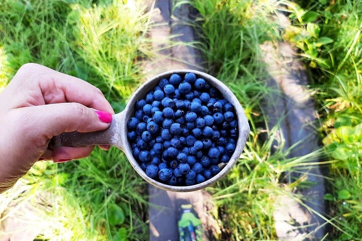 Berry Picking in a National Park 3