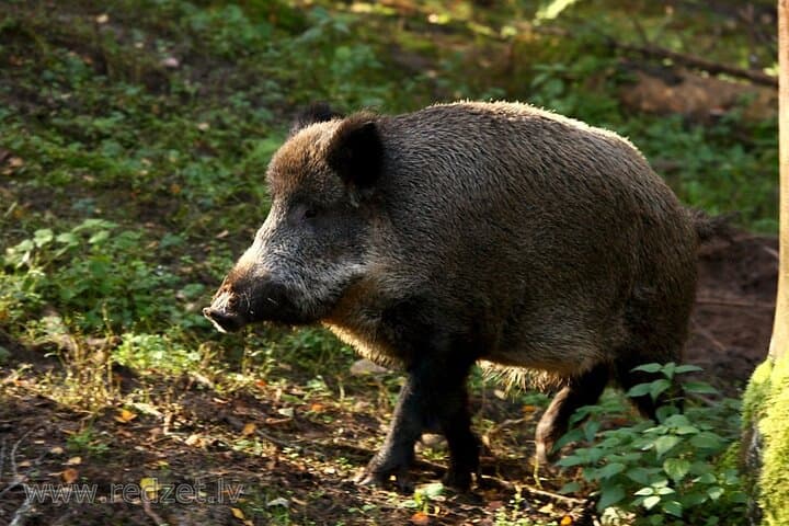 Day trip to Gauja National Park: animals, castles and a cave 2