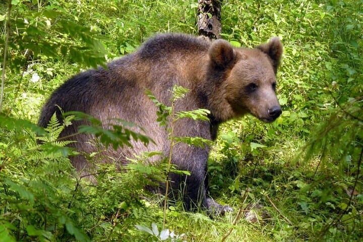 Day trip to Gauja National Park: animals, castles and a cave 3