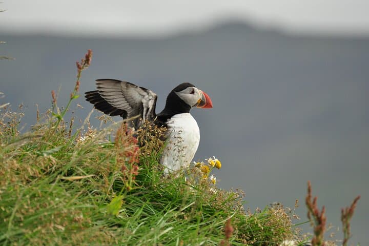 Puffins and Pirates ATV Tour 3