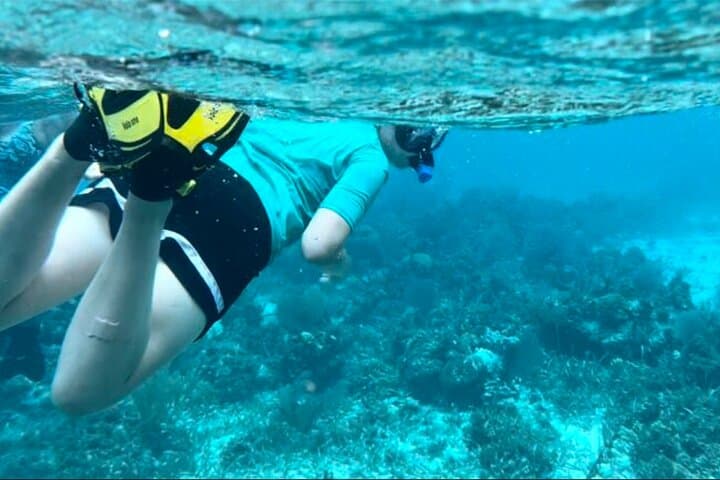 Half Day Reef Snorkel and Wildlife Tour 2
